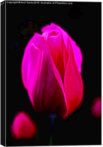  Purple Tulip  Canvas Print by Avril Harris