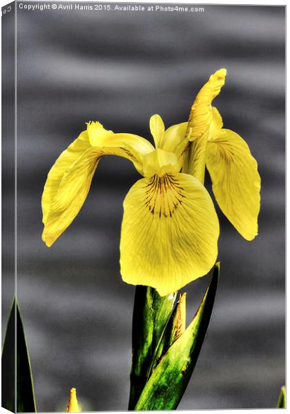  Yellow Flag Canvas Print by Avril Harris