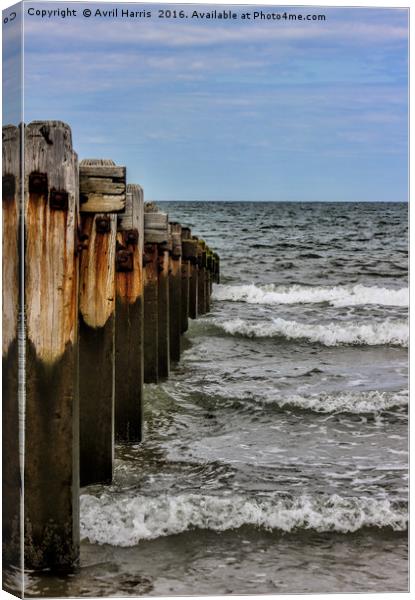 Groynes at Horsey Gap Canvas Print by Avril Harris