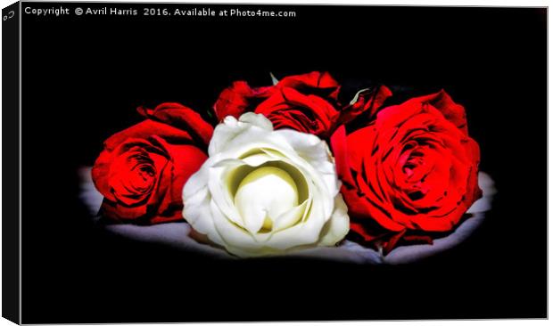 Red and White Roses Canvas Print by Avril Harris