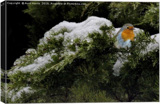 Robin in the winter Canvas Print by Avril Harris