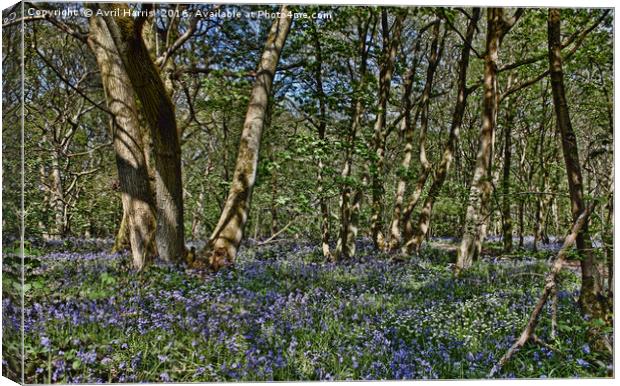 Bluebells in the woods Canvas Print by Avril Harris