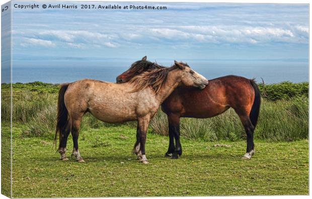 The Lundy Ponies Canvas Print by Avril Harris