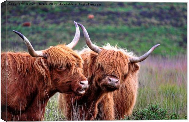 Dartmoor's Highlanders Canvas Print by Avril Harris