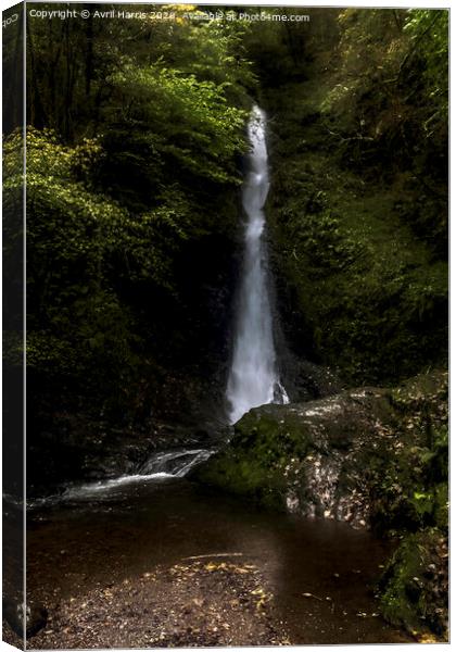 Lydford Gorge whitelady falls Canvas Print by Avril Harris