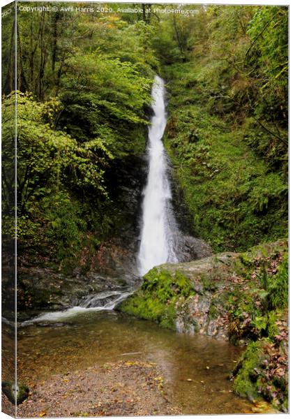 Whitelady falls lydford gorge Canvas Print by Avril Harris