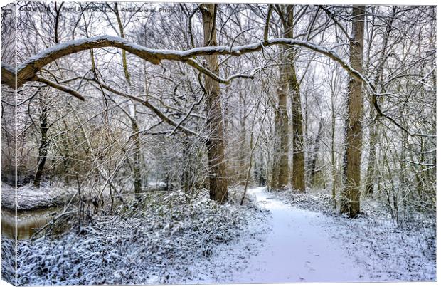 Winter Walk Canvas Print by Avril Harris