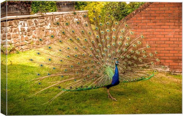 Peacock displaying Canvas Print by Avril Harris