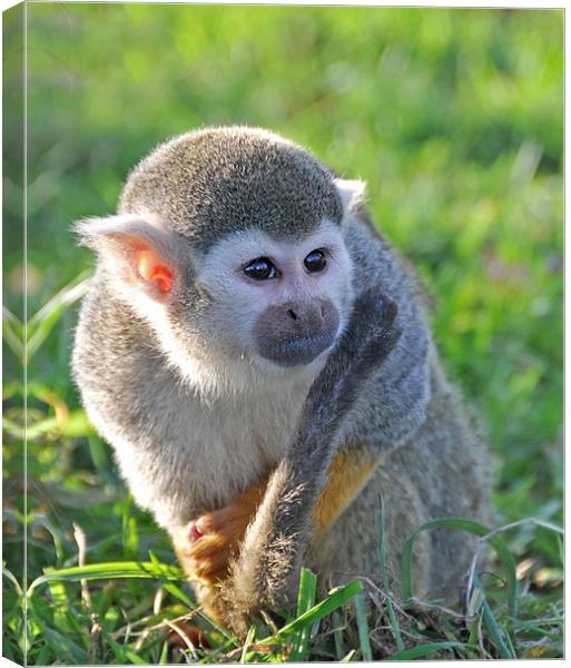 cheeky squirrel monkey Canvas Print by Claire Hartley