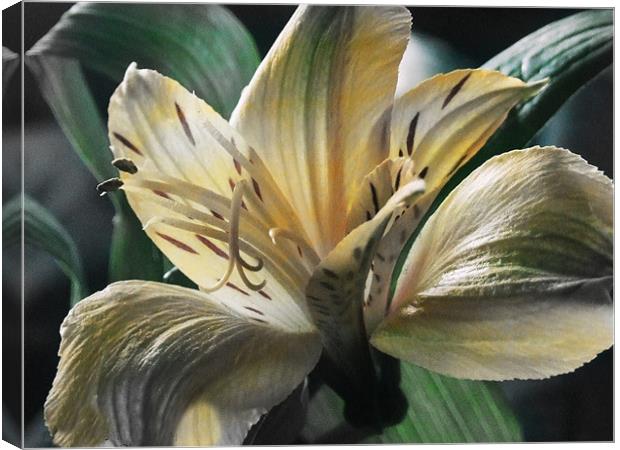 Lily Canvas Print by carin severn