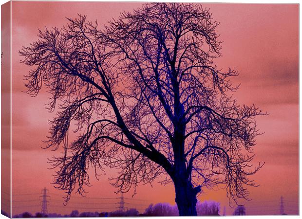 lonely tree Canvas Print by carin severn