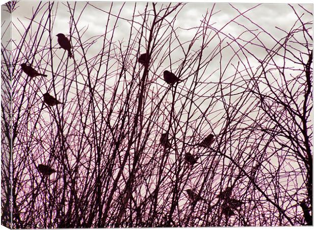 home to roost Canvas Print by carin severn