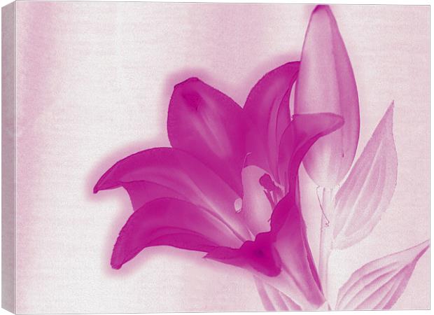 flowers in pink Canvas Print by carin severn