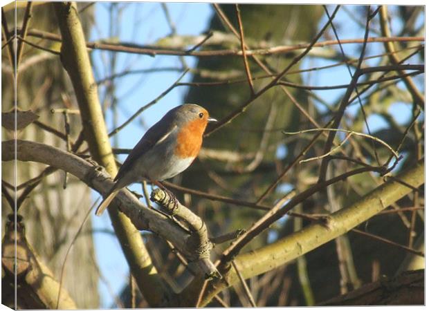 Robin Red Breast Canvas Print by carin severn