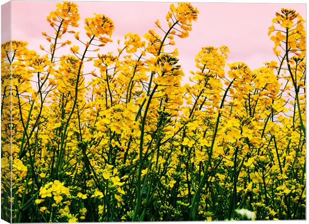 Yellow Field Canvas Print by carin severn
