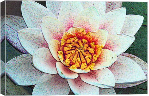 Water lily Canvas Print by carin severn