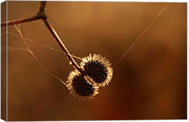 caught in a web Canvas Print by carin severn