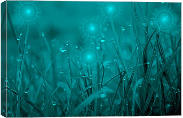  Fairy Lights  Canvas Print by carin severn