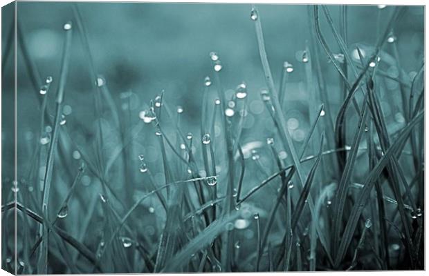 morning dew  Canvas Print by carin severn