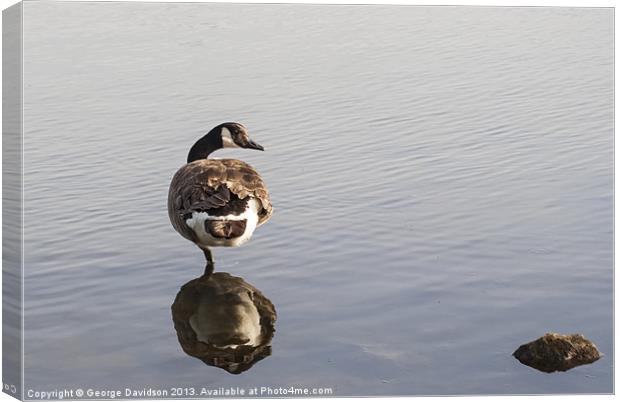 Goose Canvas Print by George Davidson