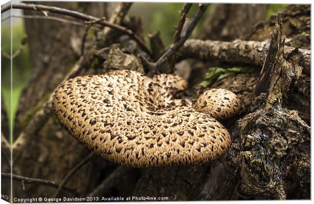 Fungus Canvas Print by George Davidson