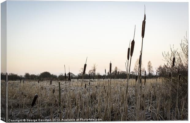Bullrushes Canvas Print by George Davidson