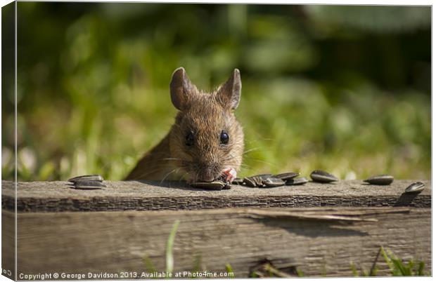 Field Mouse Watching Canvas Print by George Davidson