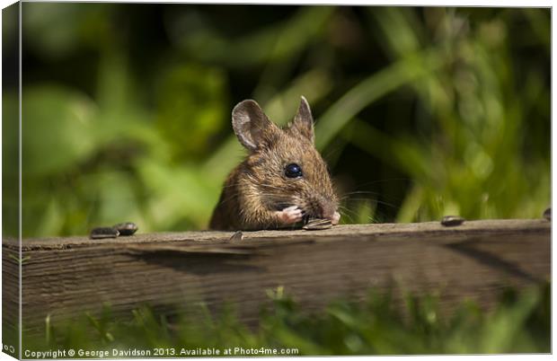 Field Mouse Snack Bar Canvas Print by George Davidson