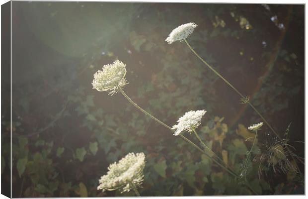 Cow Parsley Canvas Print by George Davidson