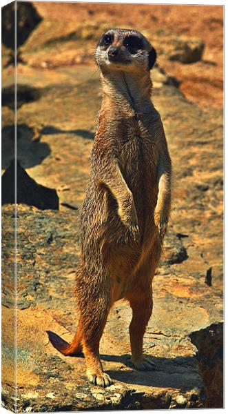 Meerkat Canvas Print by Grove Road Photography