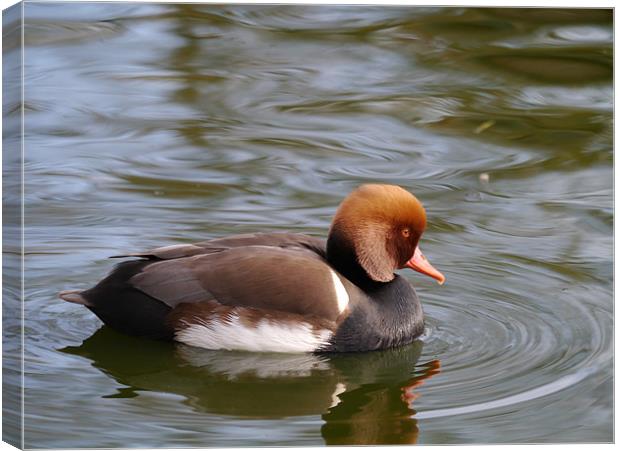 Red crested pochard Canvas Print by sharon bennett