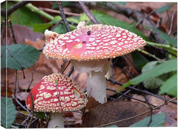 Toadstools in the woods Canvas Print by sharon bennett