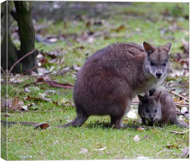 Wallaby Mum and baby Canvas Print by sharon bennett