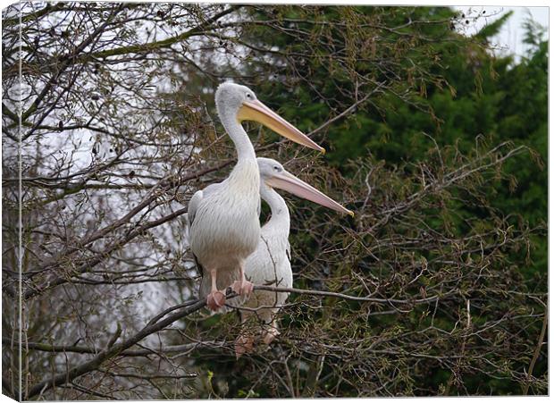 Pelicans up a tree Canvas Print by sharon bennett
