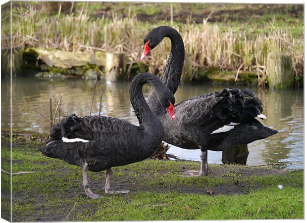 Black swans courting Canvas Print by sharon bennett