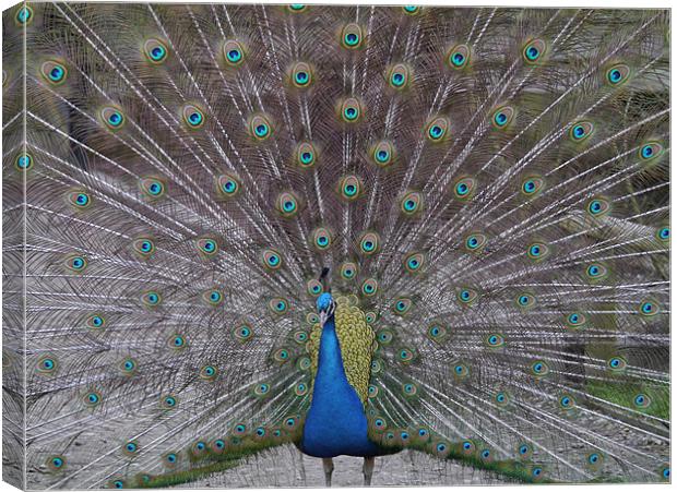 Peacock Strutting His Stuff Canvas Print by sharon bennett