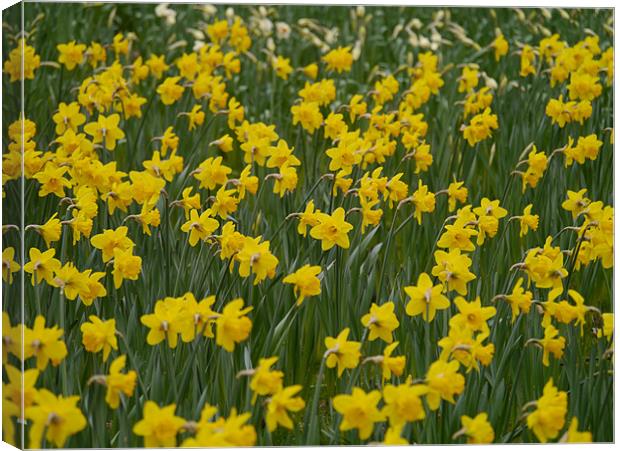 Field of Daffodils Canvas Print by sharon bennett