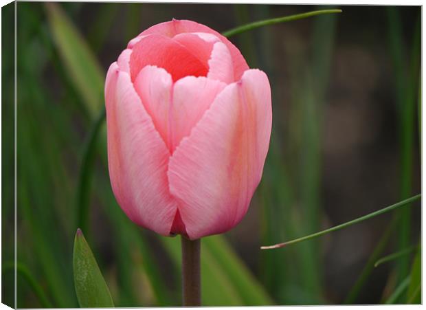 Pink tulip Canvas Print by sharon bennett