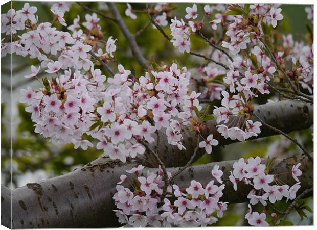 Cherry Blossom Canvas Print by sharon bennett