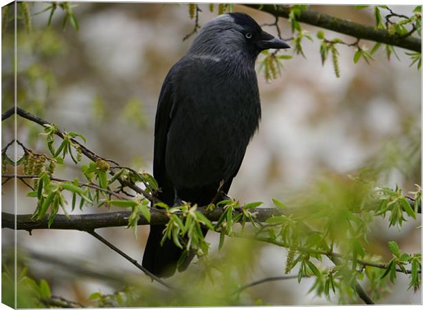 Jackdaw in a tree Canvas Print by sharon bennett