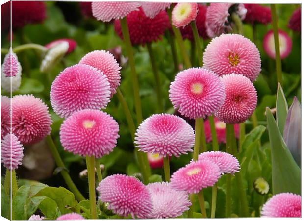 Pink Flowers Canvas Print by sharon bennett