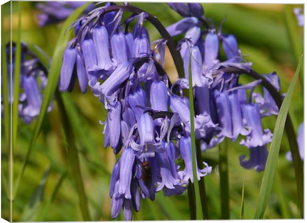 Bluebells Canvas Print by sharon bennett