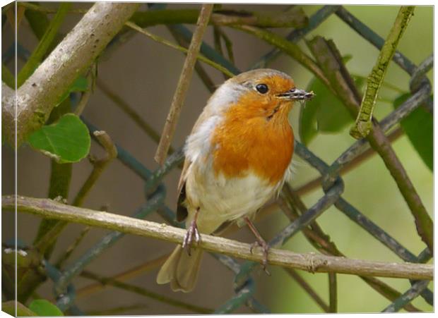 Robin with his lunch Canvas Print by sharon bennett