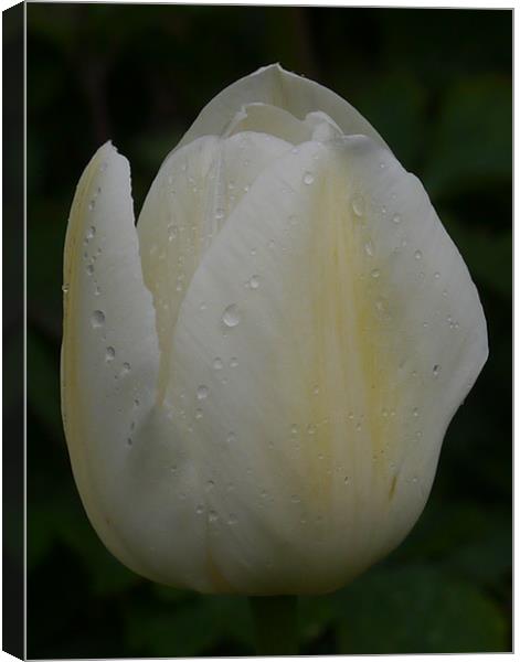 Tulip in the rain Canvas Print by sharon bennett