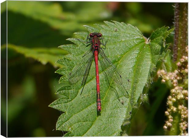 Red Damsel Canvas Print by sharon bennett