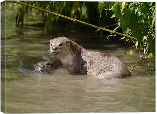 Otters playing Canvas Print by sharon bennett