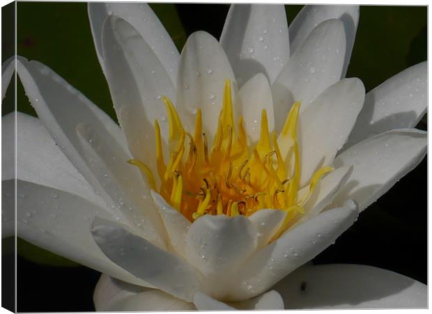 Water lily Canvas Print by sharon bennett