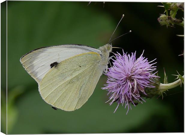 Cabbage white butterfly Canvas Print by sharon bennett