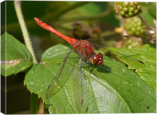 Ruddy Red Dragonfly Canvas Print by sharon bennett