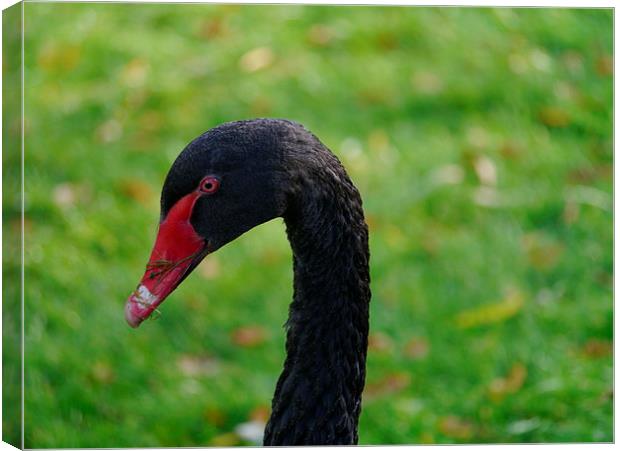 Black Swan Canvas Print by sharon bennett